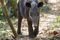 Baird's tapir Royalty Free Stock Photo