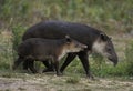 BAIRD`S TAPIR tapirus bairdii, FEMALE WITH YOUNG