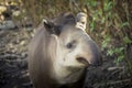 Baird`s tapir tapirus bairdii