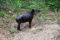 Wildlife: Baird Tapir is seen bathing in water reserve in the Jungle Royalty Free Stock Photo