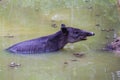 Wildlife: Baird Tapir is seen bathing in water reserve in the Jungle