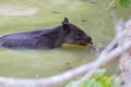 Wildlife: Baird Tapir is seen bathing in water reserve in the Jungle Royalty Free Stock Photo