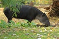 Baird tapir Royalty Free Stock Photo