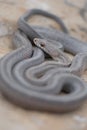 Bairds Ratsnake Royalty Free Stock Photo