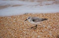Bairds sandpiper on shell beach Royalty Free Stock Photo