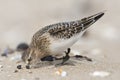 Bairds Strandloper, Bairds Sandpiper, Calidris bairdii Royalty Free Stock Photo