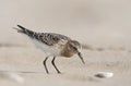 Bairds Strandloper, Bairds Sandpiper, Calidris bairdii