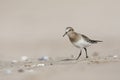 Bairds Strandloper, Bairds Sandpiper, Calidris bairdii Royalty Free Stock Photo