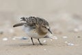 Bairds Strandloper, Bairds Sandpiper, Calidris bairdii Royalty Free Stock Photo