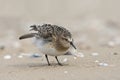 Bairds Strandloper, Bairds Sandpiper, Calidris bairdii