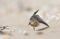 Bairds Strandloper, Bairds Sandpiper, Calidris bairdii Royalty Free Stock Photo