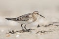 Bairds Strandloper, Bairds Sandpiper, Calidris bairdii Royalty Free Stock Photo