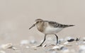 Bairds Strandloper, Bairds Sandpiper, Calidris bairdii Royalty Free Stock Photo