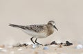 Bairds Strandloper, Bairds Sandpiper, Calidris bairdii Royalty Free Stock Photo