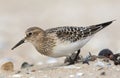 Bairds Strandloper, Bairds Sandpiper, Calidris bairdii Royalty Free Stock Photo
