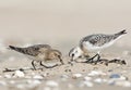 Bairds Strandloper, Bairds Sandpiper, Calidris bairdii