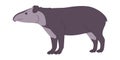 bairds tapir wild nature mammal animal herbivore creature have small trunk and muzzle mouth