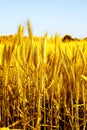 Baisakhi festival wheat crop cutting time punjab culture