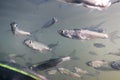 Bait fish Freshwater underwater. Common Bleak close up. Royalty Free Stock Photo