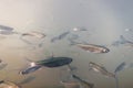 Bait fish Freshwater underwater. Common Bleak close up. Royalty Free Stock Photo