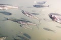 Bait fish Freshwater underwater. Common Bleak close up. Royalty Free Stock Photo