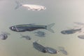Bait fish Freshwater underwater. Common Bleak close up. Royalty Free Stock Photo
