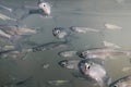 Bait fish Freshwater underwater. Common Bleak close up. Royalty Free Stock Photo