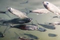 Bait fish Freshwater underwater. Common Bleak close up. Royalty Free Stock Photo