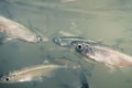 Bait fish Freshwater underwater. Common Bleak close up. Royalty Free Stock Photo