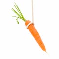 Bait. Small carrot.