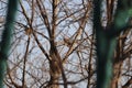 Turtle Dove in the BaiTong TinaJin area on a cold winter day