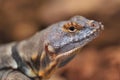 Baja blue rock lizard Royalty Free Stock Photo