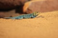 Baja blue rock lizard Royalty Free Stock Photo