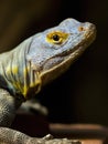 Baja Blue Rock Lizard Royalty Free Stock Photo