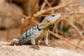 Baja Blue Rock Lizard Royalty Free Stock Photo