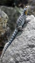 Baja blue rock lizard 1 Royalty Free Stock Photo