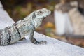 Baja blue rock lizard, Petrosaurus thalassinus, basking in the sun. Royalty Free Stock Photo