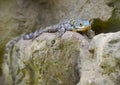 The Baja blue rock lizard Petrosaurus thalassinus Royalty Free Stock Photo