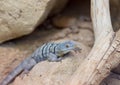 Baja blue rock lizard Royalty Free Stock Photo