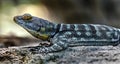 Baja blue rock lizard 2 Royalty Free Stock Photo