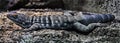 Baja blue rock lizard on the stone 1 Royalty Free Stock Photo