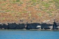 Baja california beach Royalty Free Stock Photo