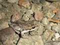 Baja California Tree Frog