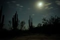 Baja California trip night cactus view during moon light Mexican desert Royalty Free Stock Photo