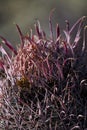 Baja Fire Barrel Cactus Royalty Free Stock Photo