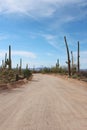 Bajada Loop Drive, a sandy road through the desert of Saguaro National Park West lined by various cacti and vegetation Royalty Free Stock Photo