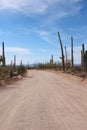 Bajada Loop Drive, a sandy road through the desert of Saguaro National Park West in Tucson, Arizona Royalty Free Stock Photo