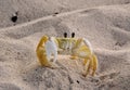 Bajan Yellow Crab Royalty Free Stock Photo
