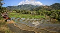 Rice paddies in the beautiful and luxurious countryside around bajawa Nusa Tenggara, flores island, Indonesia Royalty Free Stock Photo