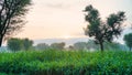 Bajra crop is currently in growth stage. It is sown for fodder. Pearl Millet growing in Indian farmland. Agricultural concept